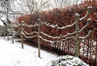 Pleached lime trees forming boundary in winter garden backed by Fagus - Beech hedge