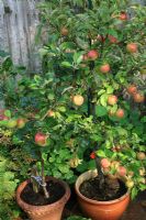 Dwarf Coronet Malus - Apple trees growing in containers. 'Red Devil' with the larger fruit and 'Elstar', supported by a stake in the border behind