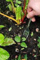 Using an old fork to grub out seedling perennial weeds like this young Rumex - Dock growing amongst closely spaced vegetables