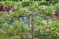 Malus domestica 'Chivers Delight', trained as an espalier