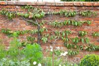 Prunus persica trained against a brick wall