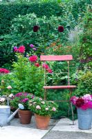 Red chair with pots of Chysanthemums and Geraniums 