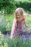 Young girl picking lavender