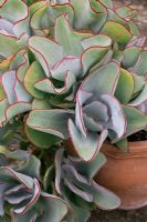 Cotyledon orbiculata 'Silver Waves' growing in a terracotta pot 