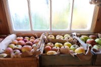 Apples stored in trays in garden shed, October