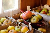 Various varieties of apples stored in trays in garden shed, October
