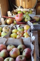 Various varieties of apples stored in trays in garden shed, October