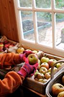 Female gardener in shed, sorting out healthy apples for winter storage, October