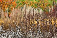 Millenium Borders at Wisley, in autumn. Seedheads of Veronicastrum, Calamagrostis brachytricha, Eryngium giganteum 'Silver Ghost'. Amsonia, Rhus and Cotinus in background