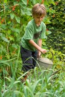 Seven year old boy using a watering can in vegetable garden