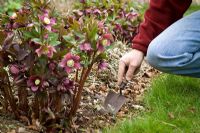 Digging up self sown hellebore seedlings with a trowel to replant elsewhere