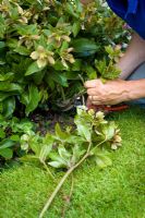 Deadheading hellebores by removing faded flowers
