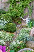 A tin watering at the end of a paved path, borders of Buxus, Iris germanica and Primula vulgaris 