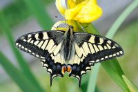 Papilio machaon ssp britannicus - Swallowtail Butterfly feeding on Yellow flag Iris, Norfolk, UK, June