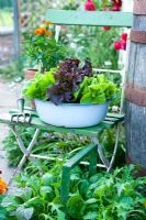 Salad growing in blue enamel vintage bowl on old seat - Lettuce 'Tom Thumb' and 'Fiamma'