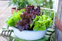 Salad growing in blue enamel vintage bowl on old seat - Lettuce 'Tom Thumb' and 'Fiamma'
