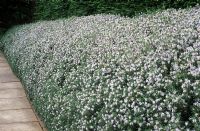 Rosmarinus officinalis - Rosemary grown as a hedge 