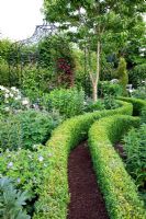 Winding bark chipping path with Buxus - Box edging. Clematis growing on arch