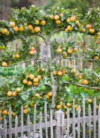 Espaliered Malus - Apple tree - RHS Rosemoor, Devon 

