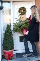 Woman buying Christmas Tree, bringing potted Nordman Fir (Abies nordmanniana) into house