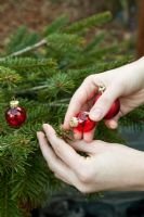 Decorating a Christmas Tree with red baubles