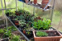 Glasshouse with seedlings in pots, Eruca sativa, tomatoes