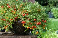 Dwarf Tomato 'Tumbling Tom' growing in clay pot