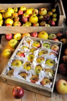Various Apple varieties stored in wooden trays in frost free shed, Norfolk, UK, October