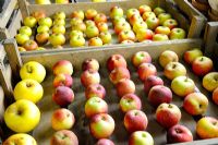 Various Apple varieties stored in wooden trays, spaced apart to prevent rot transmission, in frost free shed, Norfolk, Uk, October