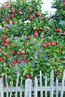 Malus 'Kidd's Orange Red' - Apple, September
