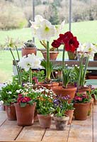 Table arrangement in the glasshouse at Perch Hill. Collection of Amaryllis, Bellis perennis and Auriculas in terracotta pots