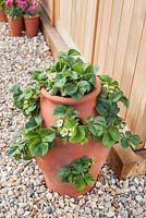 Step-by-step - Flowering strawberry plants in terracotta planter. Pot by Dunne and Hazell