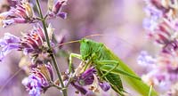 Grasshopper (Tettigonia viridissima) on Nepeta faassenii 'Walker's Low'