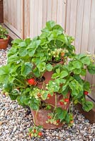 Step by step - growing Strawberries in terracotta planter - Fragaria 'Cambridge favourite'. Pot by Dunne and Hazell