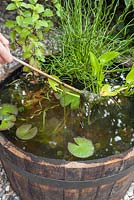 Removing pond weed from wooden barrel miniature pond