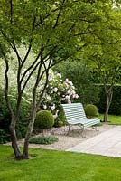 Wooden garden bench painted in grey-blue framed with trees, Buxus - Box spheres a hedge and Rosa 'Fritz Nobis', Amelanchier lamarckii, Crambe cordifolia and Vinca - Germany