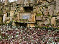 Snowdrops and the 'Wall of Gifts' in the Stumpery, Highgrove Garden, February 2011. 