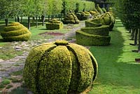 The Thyme Walk with Golden Yew Topiary, Highgrove Garden in August 2007. 