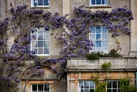 Wisteria on the South Front of the House, Highgrove May 2009. 