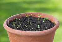 Step by step for growing Parsley in container - seedlings emerging 