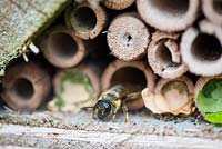 Leaf-cutter Bee - Megachile centuncularis in a garden bug box made from hollow canes