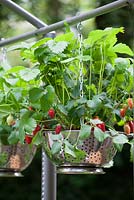 Strawberry hanging basket in a recycled colander