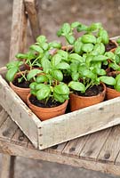 Basil Seedlings in terracotta pots in a wooden tray on a chair. May, Summer.