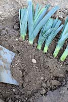 Heeling in Leeks - Harvested Leeks with soil pull back over the blanched stems