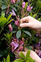 Deadheading flowers of Rhododendron in late spring