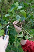 Removing Lilac dead flowers in late spring