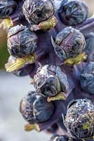 Brussel sprouts on frosty stem