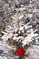 Snowy Christmas tree in red pot in garden