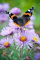 Red Admiral Butterfly on Aster novae-angliae 'Mrs S. T. Wright'