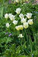 Tulipa 'Spring Green' - Wretham Lodge, Norfolk